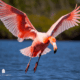 Birdwatching ai Lidi Ferraresi
