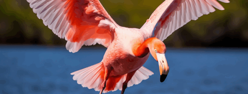 Birdwatching ai Lidi Ferraresi