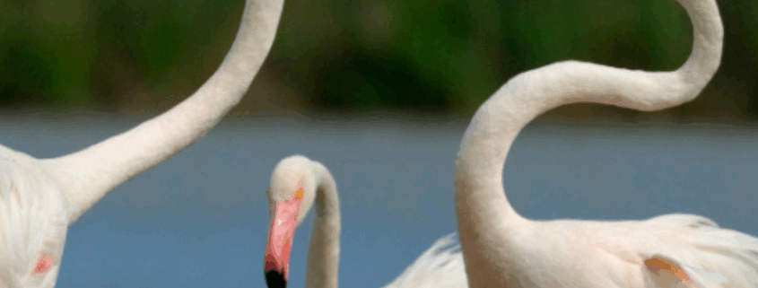 Parco del Delta del Po